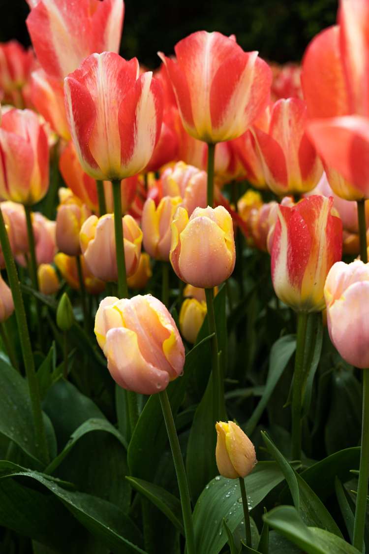 Tulpe 'Mango Charm'